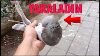 Kaçak Güvercin Yakaladım ( Kula )