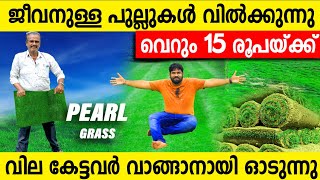 ജീവനുള്ള പുല്ലുകൾ വെറും 15 രൂപയ്ക്ക് വീട്ടിലെത്തിച്ചു തരുന്നു|വില കേട്ടവർ വീണ്ടും വീണ്ടും വാങ്ങുന്നു