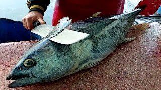 How to Fillet a small tuna | How To Skin a Tuna EASY WAY!