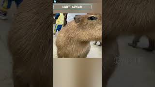 カピバラは笹が好き　Capybara likes bamboo