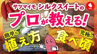 【カネコ種苗】上手に作って、おいしく食べよう！”シルクスイート”【シルクスイート®】