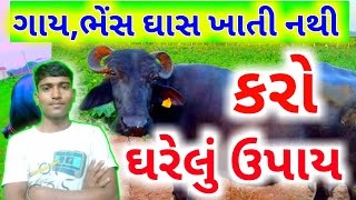 ગાય,ભેંસ ઘાસ ખાતી નથી તો કરો આ ઘરેલુ (આયુર્વેદિક) ઉપાય #ActivePashupalan