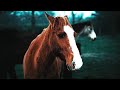 cinematic horse promo