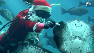 魚たちへのクリスマスプレゼント...水族館でサンタ姿のダイバーが餌付けショー=静岡・下田市