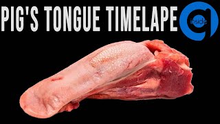 Pig's Tongue Time Lapse - Rotting Time Lapse