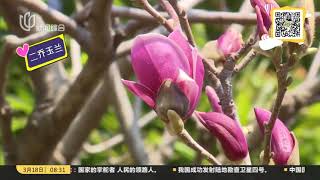 玉兰花开：家族成员大起底