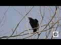 différence du cri de la corneille et du corbeau call of american crow and common raven