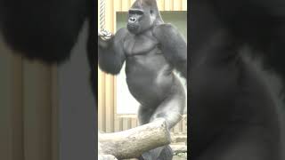 Gorilla's upright bipedal walking #Shorts#gorilla#bipedal walking