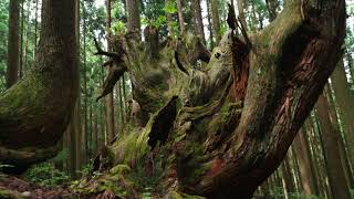 紙風船さん 神々の森