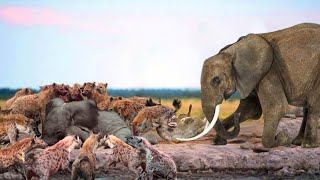 OMG ! Angry Mother Elephant crushes Wild Dogs to revenge for Her Baby - Elephant vs Hyena | Wildlife