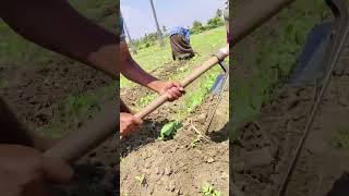 வெண்டை சாகுபடி பகுதி 7,bhendi farming part 7,#trending,#youtubefeed,#farming,#viral,#shorts,#agri