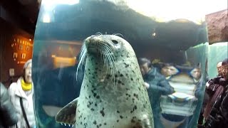 旭山動物園　あざらし　円柱水槽 ~The Asahiyama Zoo　Seal　Marin Way Hokkaido