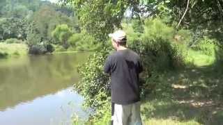 MONSTER Largemouth Bass 7 pounds lbs 24 inches - Virginia Farm Pond