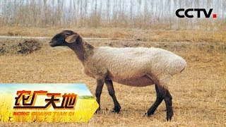 《农广天地》 多浪羊 20180613 | CCTV农业