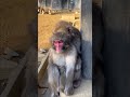 【高尾山さる園】初々しいカップル【snow monkey】 monkey snowmonkey japanesemacaque ニホンザル 高尾山