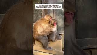 【高尾山さる園】初々しいカップル【Snow monkey】 #monkey #snowmonkey #japanesemacaque #ニホンザル #高尾山