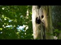 クマゲラの営巣と巣立ち・2014　 leaving the nest and nesting of the black woodpecker