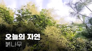 오늘의 자연 - 붉나무 ASMR