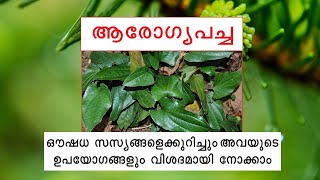 Medicinal Plants ആരോഗ്യപച്ച | ഔഷധസസ്യങ്ങളും അവയുടെ ഉപയോഗവും| ആരോഗ്യപച്ച |ഔഷധ ഗുണങ്ങൾ|