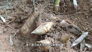 青竹鞭下容易有冬笋，没想到笋窝还能这样长，村民直呼第1次见