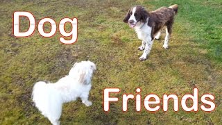 Dog friends