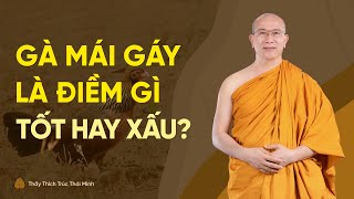 Gà mái gáy là điềm báo gì? Tốt hay xấu? | Thầy Thích Trúc Thái Minh