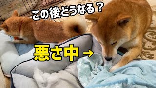 悪さしている柴犬に声をかけたらこうなります笑笑