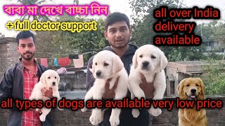 Biggest Dog Kennel in West Bengal। All Breed Puppies Available। Dog Market in Kolkata।