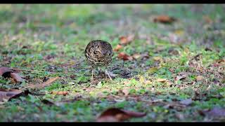 美崙公園虎鶇2