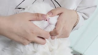 고양이 귀청소 방법? | 초보 집사편!😂 #고양이#귀청소#귀여운고양이