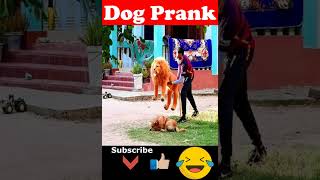 😂😅 Fake Lion Prank Dog How they Reaction , Funny Can't Stop Laugh 🤣