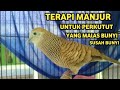 Perkutut Lokal Gacor Suara Besar Pancingan Penakluk Yang Malas Bunyi(💯%AMPUH BANGET)