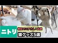 【ニトリ】猫グッズ5選『熱狂マニアさん！』出演｜ペットグッズマニア厳選！猫大満足のアイテムはコレ！