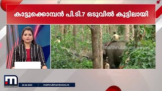 ധോണിയെ മുൾമുനയിൽ നിർത്തിയ പി.ടി.7 നെന്ന കാട്ടുകൊമ്പനെ ദൗത്യസംഘം പൂട്ടി | Mathrubhumi News