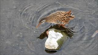 クイナ　セッカ　ハシビロガモ　ジョウビタキ　オナガ　キセキレイ　イカルチドリ　今日の鳥