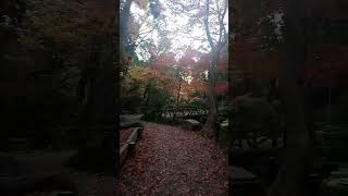 有栖川公園　紅葉12/15 #trending