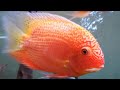 Severum cichlid best tank mates - what fish can you have with Severum cichlids