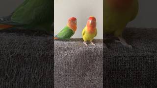 気の強いコザクラインコより強いインコが現れた