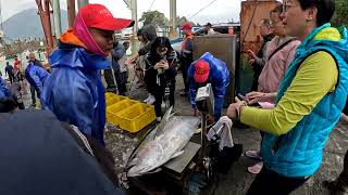 近50KG的黃鰭鮪魚 零售賣不了 Super fat Yellowfin Tuna, 粉鳥林漁港 定置漁場, #freshseafood #fishing #netting 2