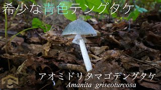 激レアの”青い”テングタケ「アオミドリタマゴテングタケ」അമാനിത ഗ്രിസോടൂർക്കോസ (観娌)