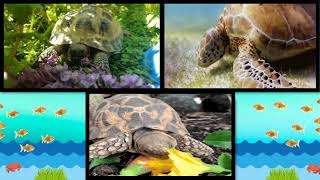 ஆமை- | Turtle and Tortoise | உலக ஆமைகள் தினம் | Turtle and Tortoise facts |  Kids Tamil Stories |