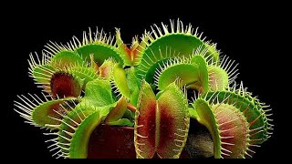Khám Phá Thế Giới Động Vật - Thảm Thực Vật Rừng Nhiệt Đới