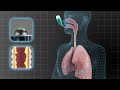 how airphysio works in the lungs