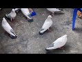 kalduma pigeon breeding season dancing on 4k 60fps