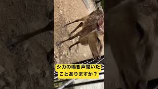 シカの鳴き声。とてもかわいい鳴き声。