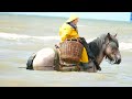 Wonderful spectacle:15 shrimp fishermen on horseback in the North-Sea in Oostduinkerke