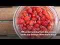 Can Fruit Ferment in The Fridge? (How Does Fruit Ferment?)  » HomeBrewAdvice