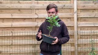 Comment débuter en Bonsai? Conseil débutant