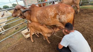 Ordeñando las gyr,,,mira la propuesta sobre mascaro