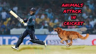Top 5 animals attack in cricket ground ||  टॉप पाँच ख़तरनाक जानवरो का क्रिकेट मैदान में दुर्घटना